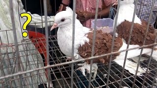 Cute frill back fancy pigeon price in Bangladesh  Frill back Kabootar video [upl. by Whiffen]