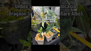 Variegated Alocasia Dragon Scale Unboxing  Rare Plants on MonsteraX [upl. by Gerri]