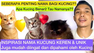 APA KUCING BENERAN TAU NAMANYA amp INSPIRASI NAMA BAGUS UNTUK KUCING  Nama Kucing Bagus dan Unik [upl. by Acus661]