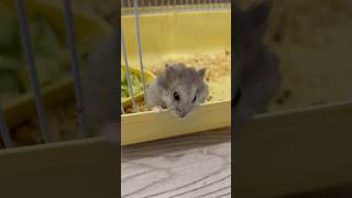 Day 13 Mother Hamster Cannot Wait to Come Out [upl. by Bodkin]