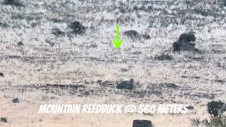 375 Cheytac Vs Mountain Reedbuck Hunting In South Africa June 2024 [upl. by Corkhill]