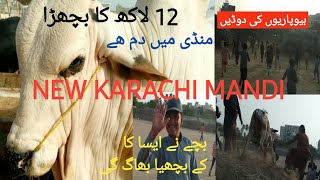 New Karachi Maweshi Mandi Latest update 2024  Achay rates hain [upl. by Gunnar]