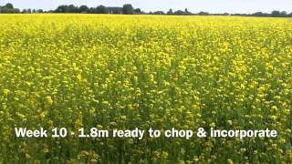 Biofumigant mustard  a 10 week crop [upl. by Aicire605]