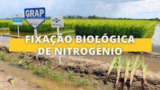 Inoculação em arroz irrigado aumenta fixação biológica de nitrogênio reduzindo custos  Terra Sul [upl. by Sezen]