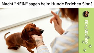 Hunde erziehen ➡️ Macht quotNEINquot sagen beim Hunde Erziehen Sinn ✔️ [upl. by Ellehsem173]