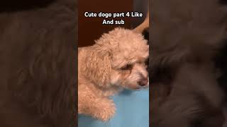 Cute dogo part 4 Like and Sub [upl. by Ella868]