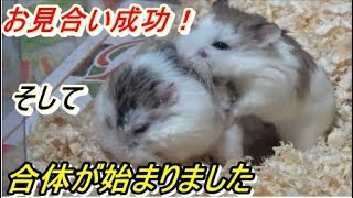 【ハムスター】お見合い成功そして合体！Copulation of the hamster [upl. by Nitin]