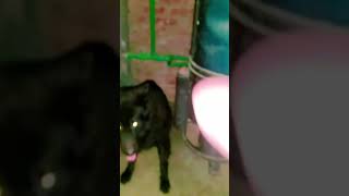 Laraki madam🖤 shortvideos cutespets shortsviral petloversdoglover pets [upl. by Ophelia]