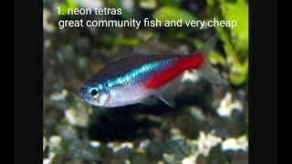 15 cool freshwater tropical fish [upl. by Flavia]