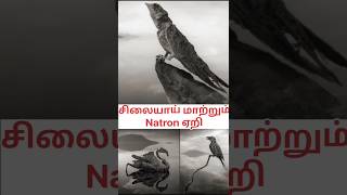 சிலையாய் மாற்றும் Natron ஏறி🗿 Natron Lake Tanzania Tamil Natronlakeintamil natronlake mrkandan [upl. by Lyndell84]