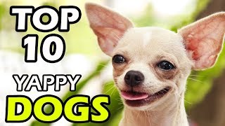 TOP 10 YAPPY DOG BREEDS [upl. by Eenwat]