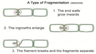 Algae  Types Morphology amp Reproduction [upl. by Razid]