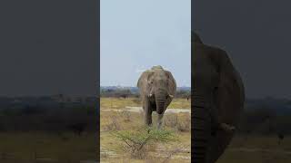 African elephant swinging its trunk trunk african elephant cute large nature wildlife HA30555 [upl. by Ayortal548]