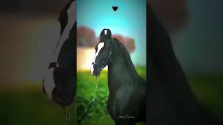 Subscribe now black horse ke liye [upl. by Ednalrim]