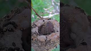 FUNNIEST POOP VIDEO EVER Baby Hummingbirds Shoot Poop with Funny Sounds babyhummingbirds birds [upl. by Orest]