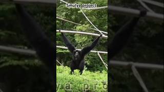 Sound and Performances siamang gibbons cenah 🐒🙉🙈🙊 fypshorts channelfaktaunik viraltrending suara [upl. by Melquist520]