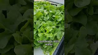 EASIEST EVERY DIY HYDROPONIC SYSTEM 🥬 farming hydroponics diy hydroponicsnutrientssolution [upl. by Novat]