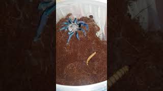 Haplopelma Lividum Cobalt Blue Tarantula feeding [upl. by Manon]