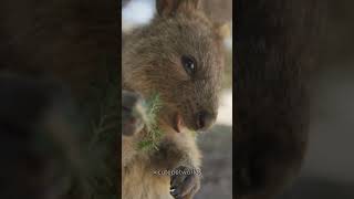 Meet the Quokka – The Cutest Animal on the Planet 🌏 Quokka animalshorts [upl. by Fablan]