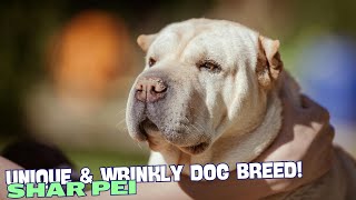 What is a Shar Pei 🐶 [upl. by Eanahc]