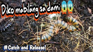 Centipede Hunting Philippines  Catch and release [upl. by Levesque797]