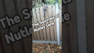 Quick Squirrel Nutley Lane 😄 shorts youtubeshorts squirrel squirelsniper 🤡😁 [upl. by Leban]