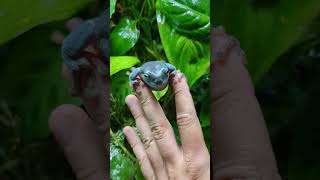 Whites Tree Frog [upl. by Macfarlane]