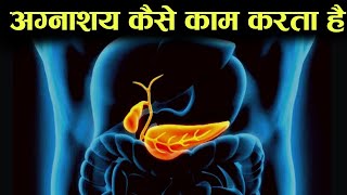 अग्नाशय पैन्क्रियाज कैसे काम करता हैं  digestive system 9  how pancreas works in hindi [upl. by Lowery]