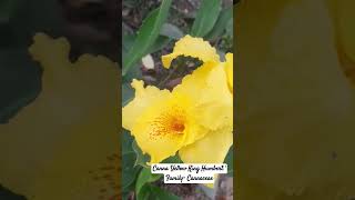 Canna Yellow King Humbert shorts botany beingabotanist [upl. by Salaidh20]