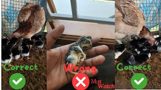 How to hatch eggs in Tamiltamilnadu chicken eggs youtube viral birds hatching farming hen [upl. by Adnara]