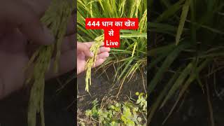 444 धान की किस्म खेत से लिव जानकारी [upl. by Kcirdla]