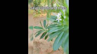 save plant and trees🌳🌳 [upl. by Atikkin176]