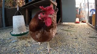 Backyard Chickens Fun Relaxing Long Chicken Coop Video Sounds Noises Hens Clucking Roosters Crowing [upl. by Mehalek885]