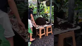 proses mounting platycerium wandae platycerium plants houseplants [upl. by Fernyak]