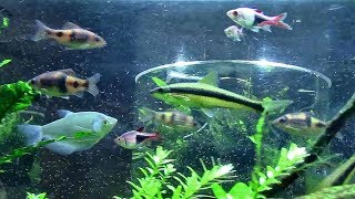 板橋区立熱帯環境植物館「東南アジアの河川 」③ Southeast Asian freshwater fish [upl. by Connelly]