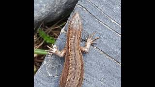 Skogsödla common lizard Zootoca vivipara Finland [upl. by Ammann]