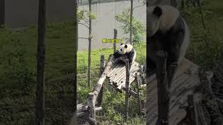 The Unpredictable and Fascinating Life of Pandas funny cute cutepanda panda pandafans ￼ [upl. by Sset348]