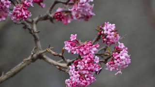 Kikeleti bangita Viburnum x bodnantense Dawn  videó képekben [upl. by Ayila]