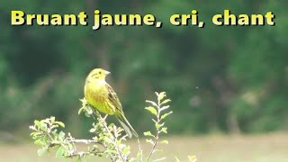 BRUANT JAUNE Chant et cri [upl. by Idnis215]