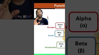 Which cells release Insulin Glucagon and Somatostatin [upl. by Bodi]