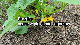 Drożdże cenne w pielęgnacji ogórków [upl. by Rubinstein209]