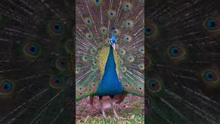 CANTOS DEL PAVO REAL joro76 孔雀歌唱 [upl. by Ninazan]