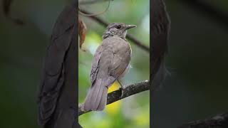 Palebreasted thrush Turdus leucomelas [upl. by Tally]