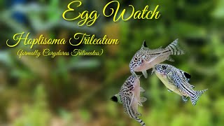 Egg Watch  Hoplisoma Trilineatum [upl. by Niletac]