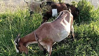 Pastoreando a nuestra cabra 🐐 mascota y sus cabritos tarde con brisa otoñal [upl. by Jamal489]