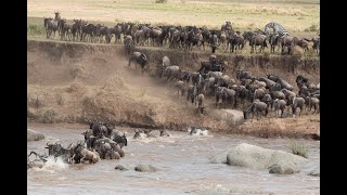 Wildebeest crossing Mara River into Serengeti October 2024 [upl. by Bopp]