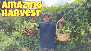 Zone 3 Manitoba Canada organic vegetable garden  Amazing harvest  Life in the garden [upl. by Aihsenor421]