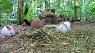 How To Prepare And Cook A Rabbitpart 2Worcestershire Fried Rabbit [upl. by Neicul]