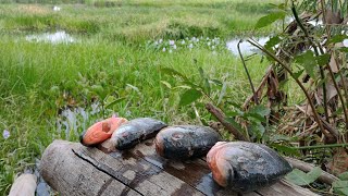 piranha cozida na beira do rio pescaria raiz [upl. by Arawaj]