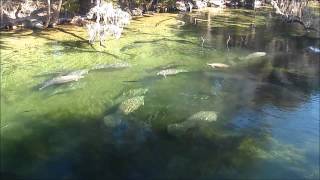 Manatees Big Splash [upl. by Srednas]